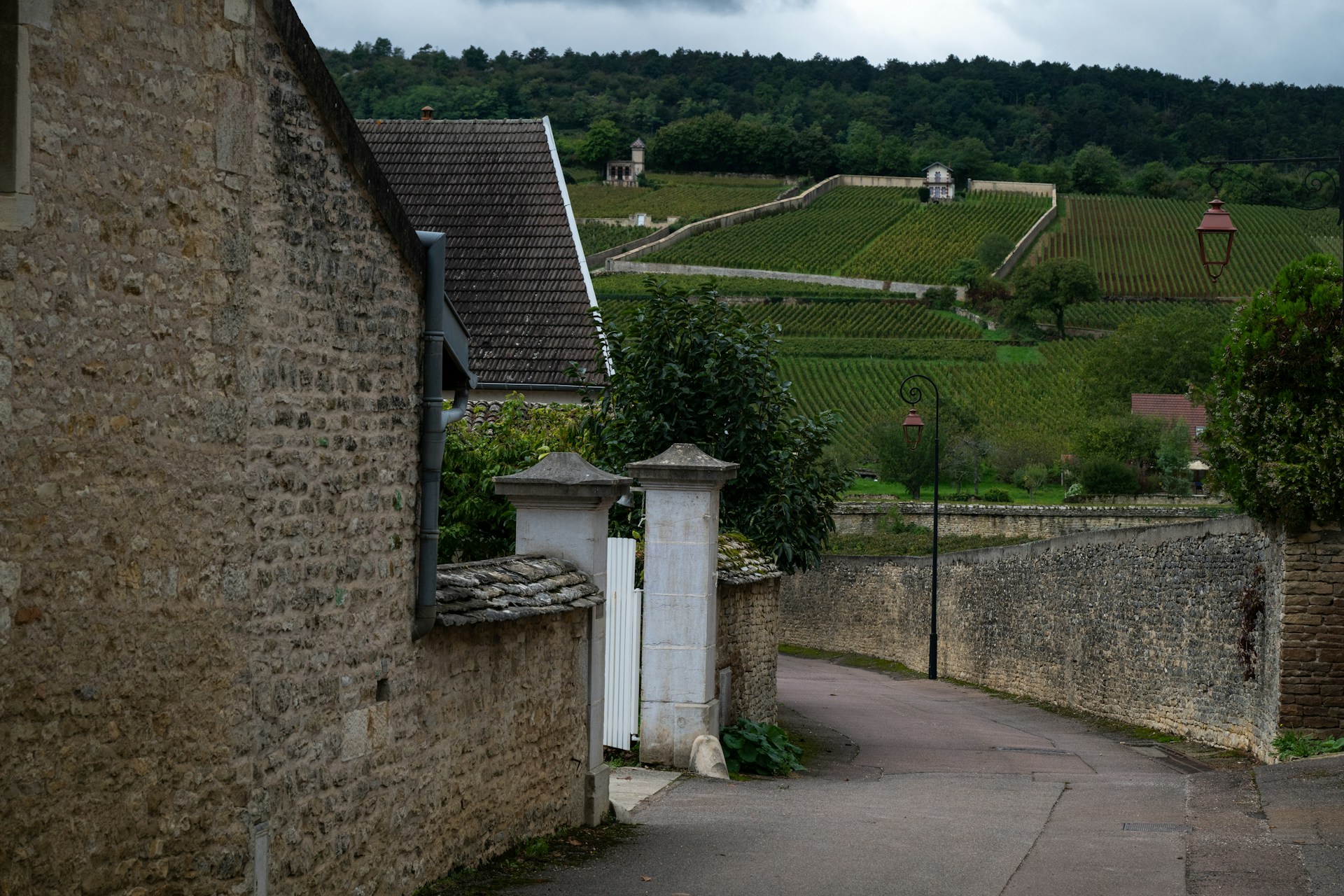 Widok na winnice pelna krzewow